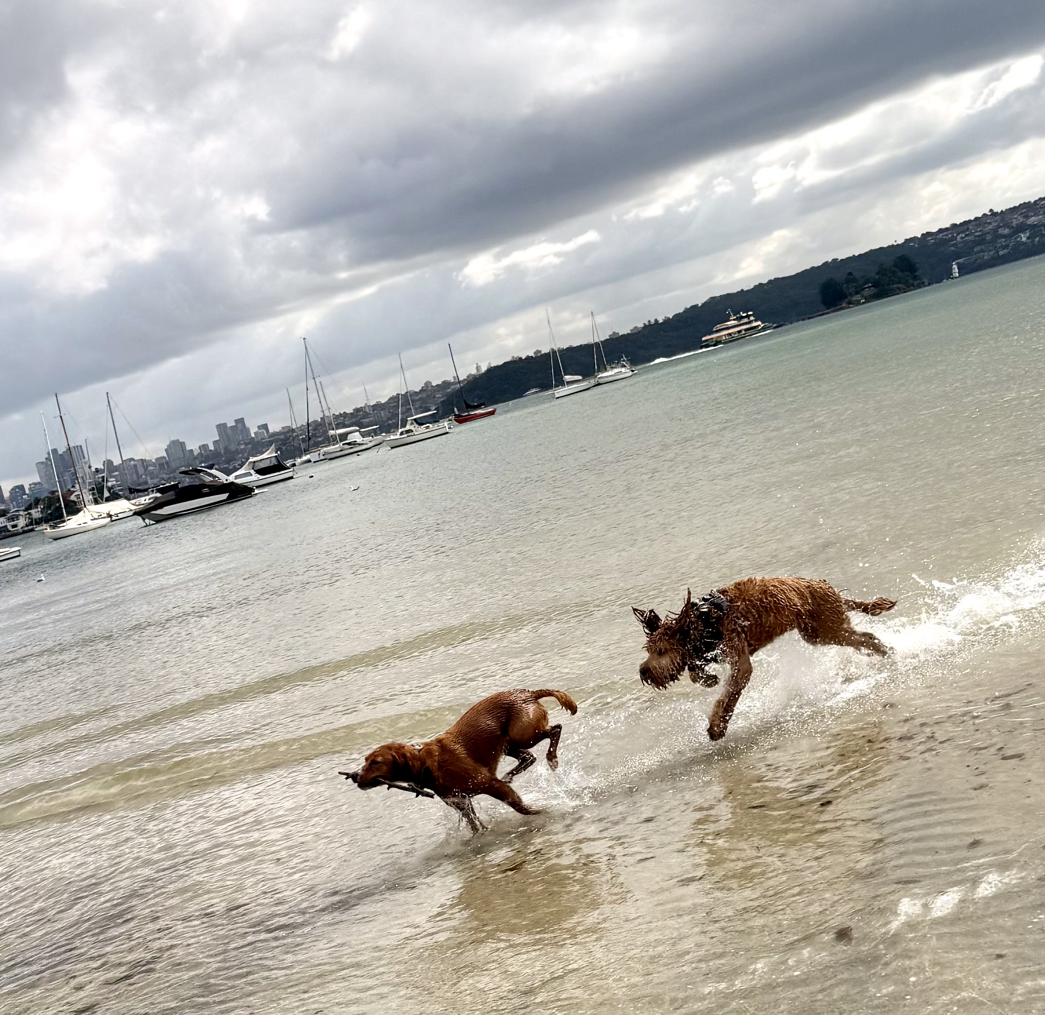 Two dogs running and splashing through the water at Rose Bay, with the harbour behind them
